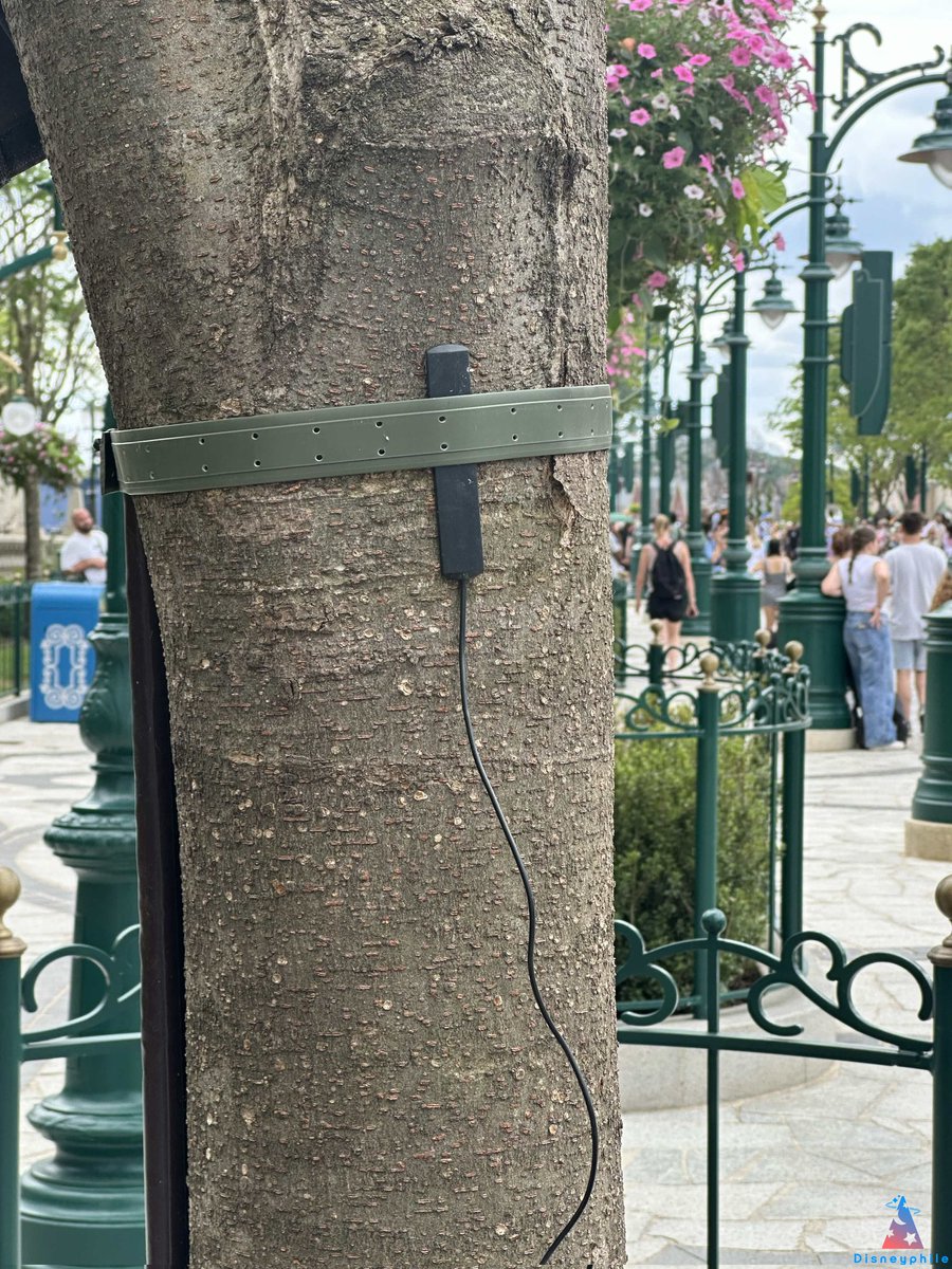 DisneyphileLIVE's tweet photo. 🌳 Des sondes ont été installées autour de certains arbres d'Adventure Way afin de vérifier l'humidité du sol pour adapter l'arrosage. https://t.co/5JQ5E7Bxez