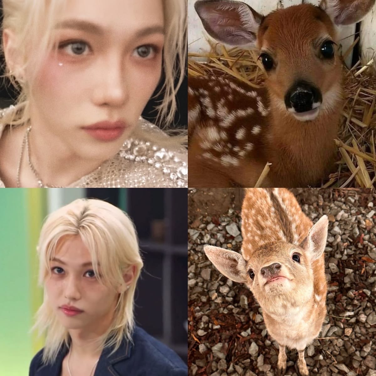 moitgir's tweet photo. Felix has been giving deer more than cat lately https://t.co/kOwKLKfoot