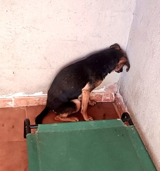 Erta2017's tweet photo. #Jaen 

#Tobbi tiene el corazón tan roto que cree que si NO nos ve no podemos dañarlo
Tal es su dolor💔

Y eso solo puede cambiarlo el amor  y el cariño  de quien lo quiera adoptar

URGE #acogida  cercana 
o #adopción en resto de España

Cto @PatitasJaen https://t.co/CzLabd93lX