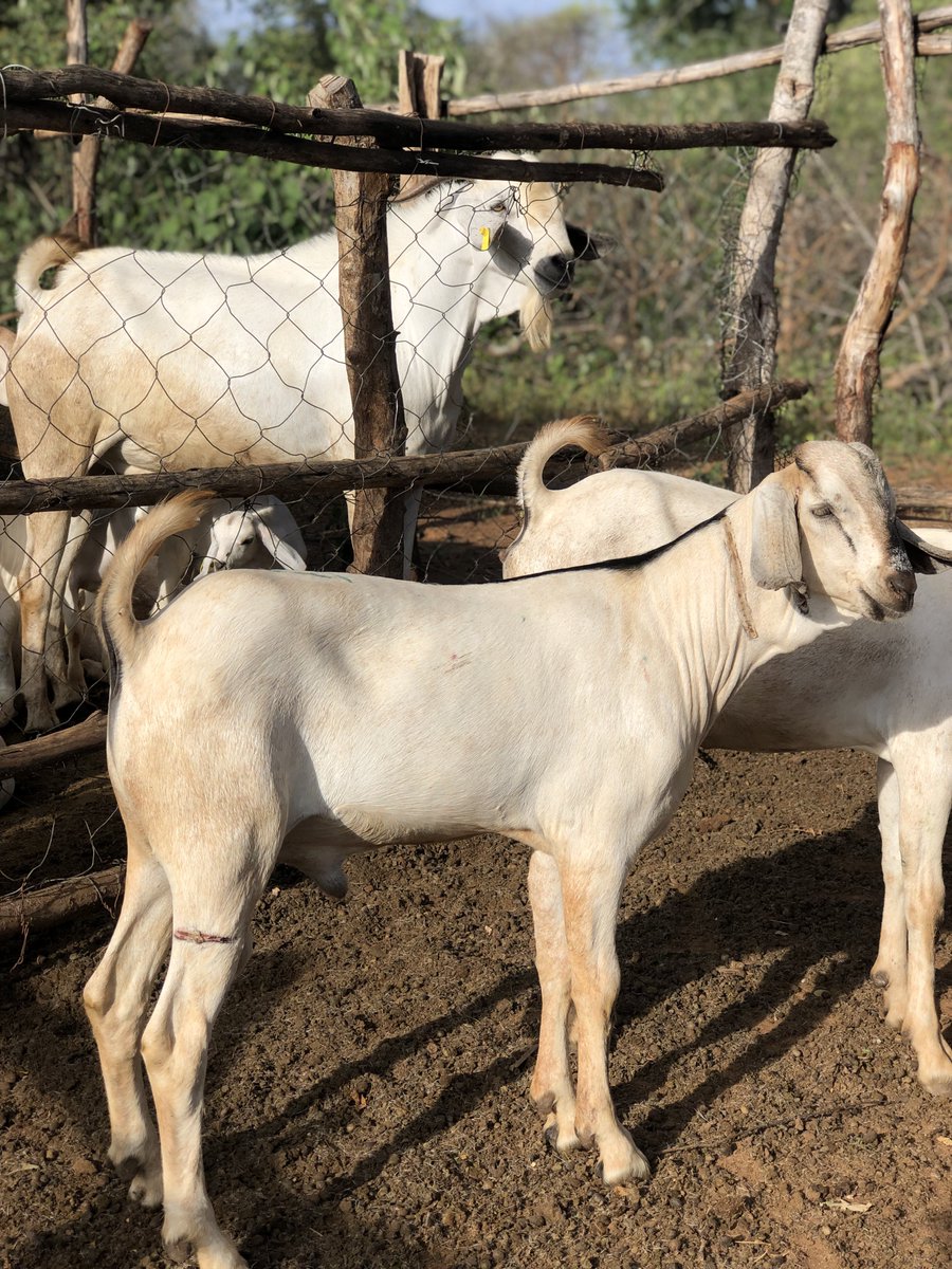 gallagoatstud's tweet photo. Galla goats: A living genetic library of adaptation. Pure excellence🧬🐐🇰🇪 #GoatBreeding https://t.co/Q6OcQACPgs