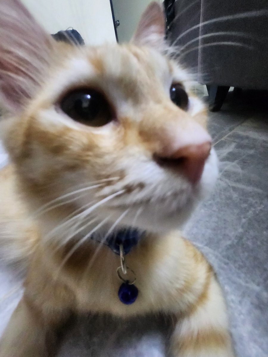choco_dead's tweet photo. @bloombloom_wish @K4LL_forsaken Gng why is my cat here https://t.co/D4h6oIgZAP