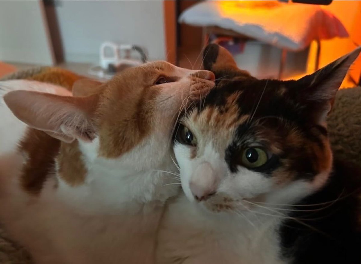 BestOfMeow's tweet photo. https://t.co/R3Z7ODZoes