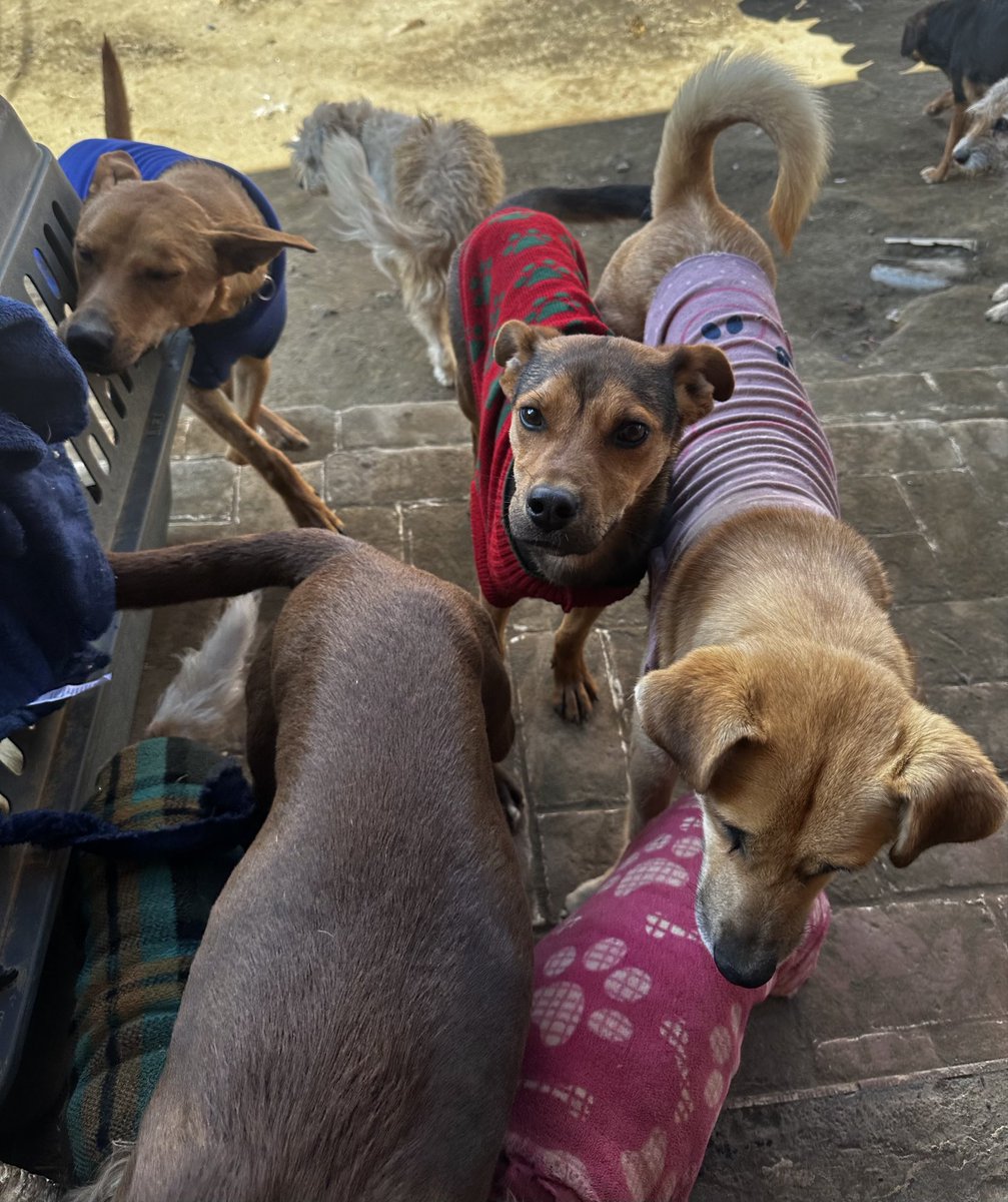RefugiOceaniCAN's tweet photo. Chilaquil ya está comiendo en su casita nueva 🥹💛🐶🐾

Pero sus hermanitos se quedaron aquí... sin croquetas para hoy.

FAMILIA OCEANICAN: La colecta es REQUETE CONTRA URGENTE.
No hay alimento para hoy. Cero. 😞

Gracias a ustedes Chilaquil tuvo final feliz. Ahora toca por los guerreros que siguen en espera.

Cada transferencia = comida en su plato HOY.
Cuenta: Azteca 
clabe
127180013445630838 
O
Banorte
Clabe 072180013252156100
O
BBVA: 
Clabe 012180029738436107

a nombre de Areli
https://t.co/1pRdLdajHz: https://t.co/CmmanDp8o8
Concepto: COMIDAURGENTE donación 

No los dejemos solos poooorfaaaaaa. Comparte esta publicación 🙏