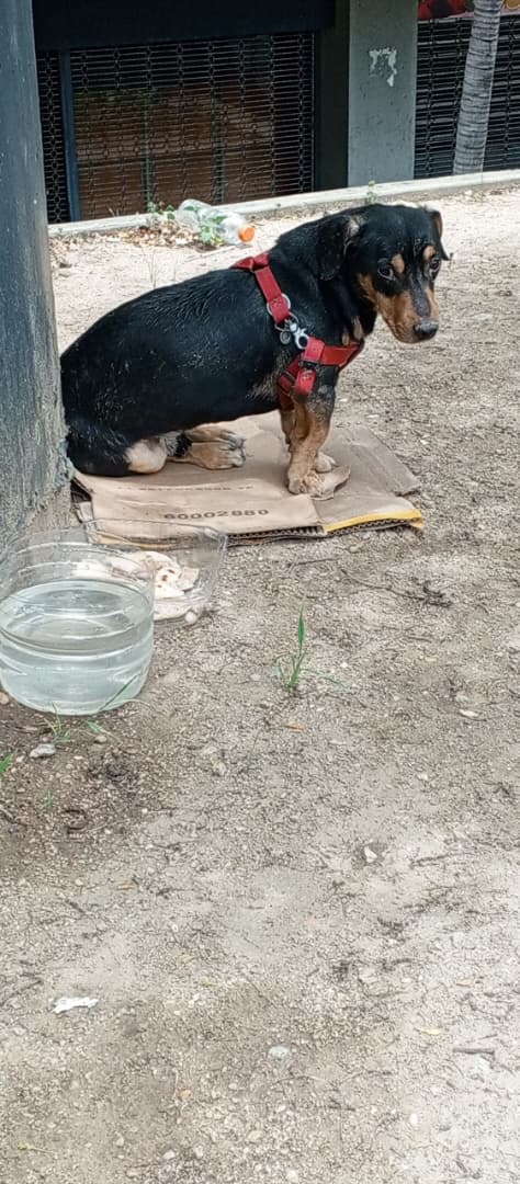 yaracalcagno's tweet photo. Atención. Perrito extraviado en parque central (Caracas) en las jardineras de venetur donde están las residencias anauco suite, me indican que llegó el miércoles luego de terremoto se presume que está perdido es macho, no se deja agarrar.
Por favor comunicarse al 0424-193-5602 https://t.co/wG7KfDLxIq