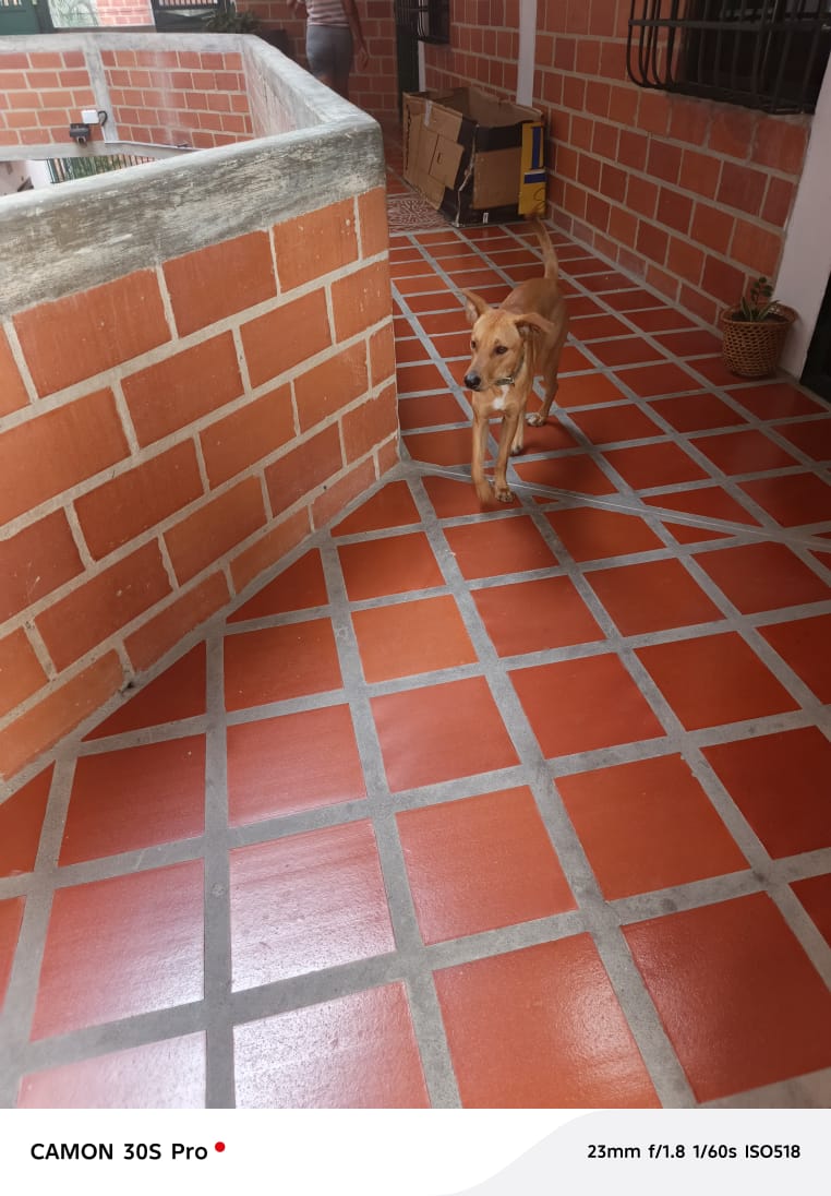 yaracalcagno's tweet photo. Difundo. Esta perdido en el c4 las Lomas Parque alto Guatire. https://t.co/o3CBocXNxT