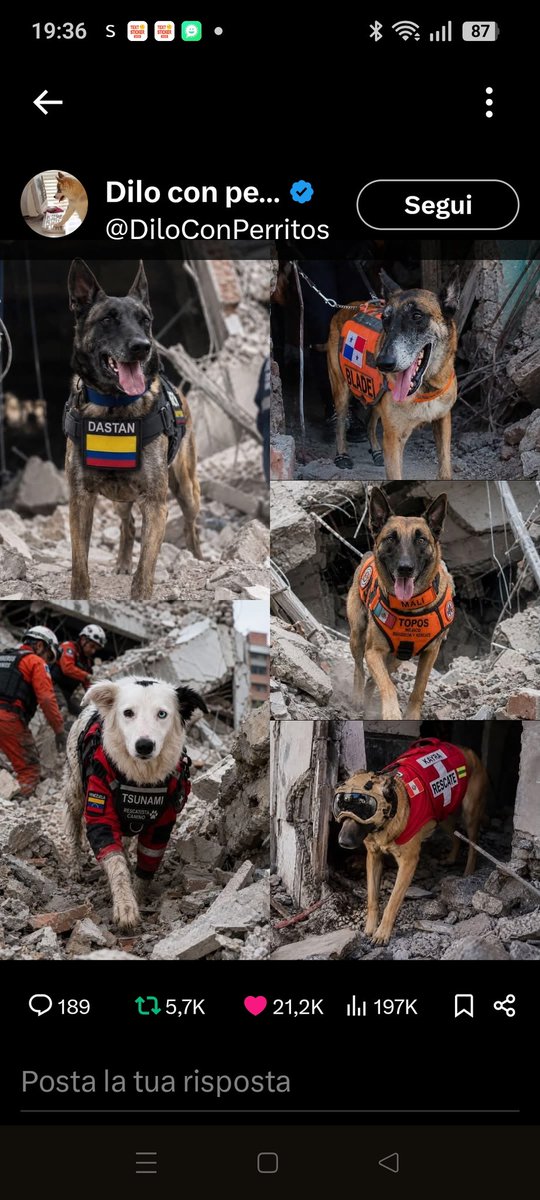 Emilystellaemi2's tweet photo. IL LORO LAVORO RICORDA CHE L'EROISMO
NON SEMPRE INDOSSA 
MANTELLO NÉ PARLA CON PAROLE. A VOLTE HA ZAMPE, MUSO E UN CUORE ENORME CHE NON DISTINGUE CONFINI, QUANDO SI TRATTA DI AIUTARE👍👏👏♥️♥️♥️🤝🤝😂 https://t.co/XPUwD1Yfi0