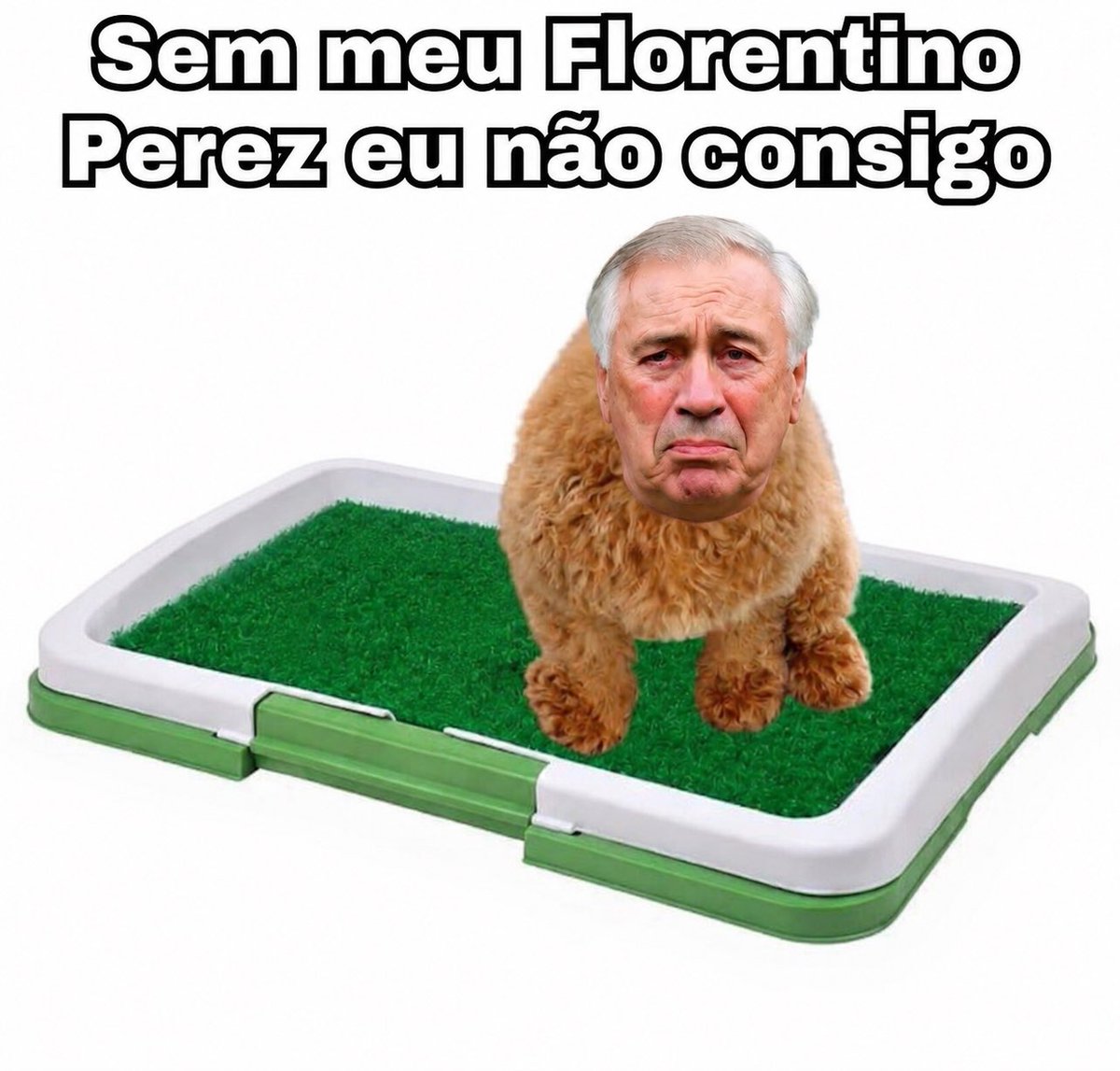 LEME12's tweet photo. Tudo que você precisa saber do Ancelotti é que ele tem 30 anos de carreira como técnico e 6 títulos de liga. 

Tudo isso treinando Juventus de Zidane e Del Piero, Milan de Kaka e Maldini, Chelsea do Drogba, PSG e Bayern jogando sozinhos em suas ligas e 7 anos de Real Madrid.

As champions foram tudo em lance individual e pipocada de times sem camisa. Treinador tenebroso que ja teve a carreira em xeque 10 anos atrás quando foi demitido do poderoso Everton