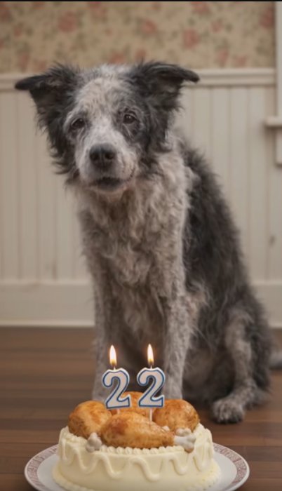 rodolf_guajardo's tweet photo. HOLA! SOY BANDIDO!! HOY CUMPLO 22 AÑITOS! Cuánto me das del 1 al 10??
Seguime aquí: @rodolf_guajardo 

#VenezuelaNoEstáSola #rodyenvenezuela #dog https://t.co/yF1GMIKmvZ