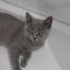 shycatbot's tweet photo. cat_2354.png https://t.co/BHU8TtVDpV