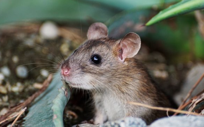 Humane World for Animals UK tweet media