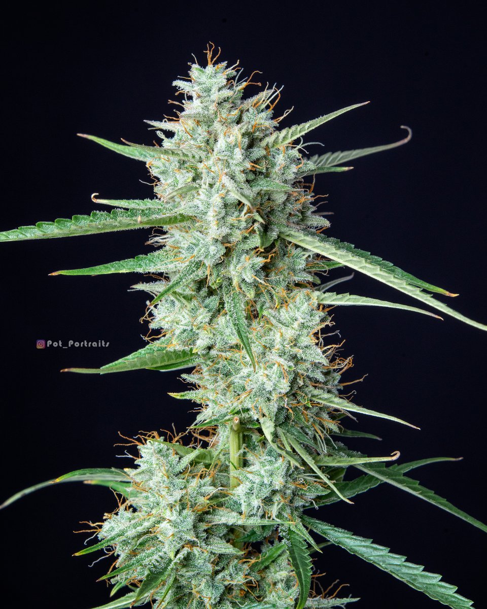 BuddhaSeeds's tweet photo. Si buscas una auto rápida, de sabor dulce y con una notable producción, apunta: Syrup 🍭de #buddhaseeds
#cannabiscommunity #weedlovers #weedlife #weedstockers https://t.co/TGh8zvMpqZ