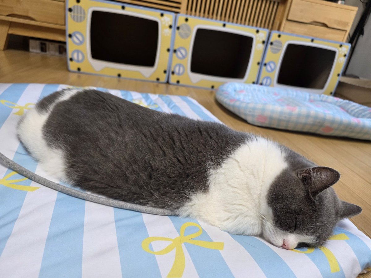 codir0326's tweet photo. 이거 고양이 맞아요?
얼룩무늬요다애벌레 아니고? https://t.co/b8qVpXN7Zm