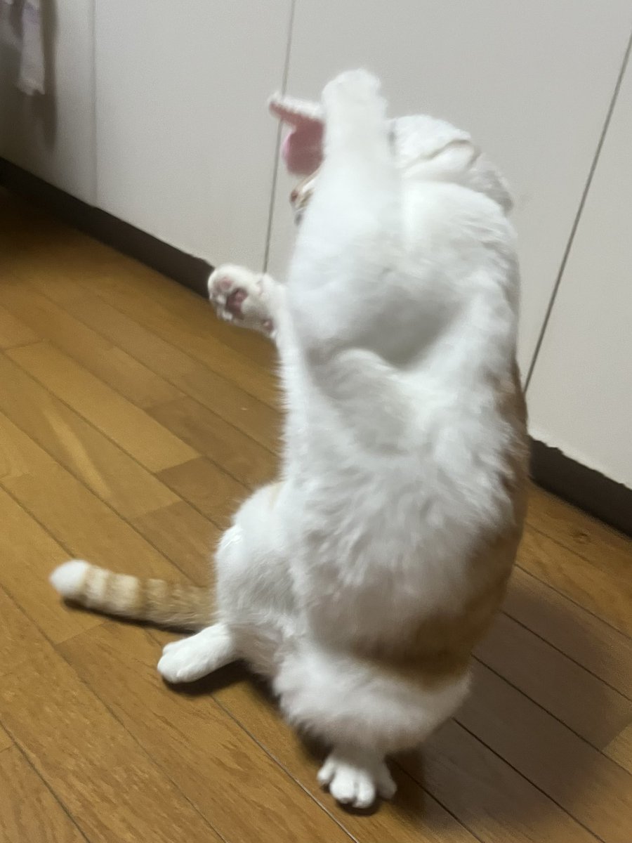 beetle_tkc's tweet photo. @cuponnpon いやいやする姿も可愛いんです😍 https://t.co/dzjU8d5BLR