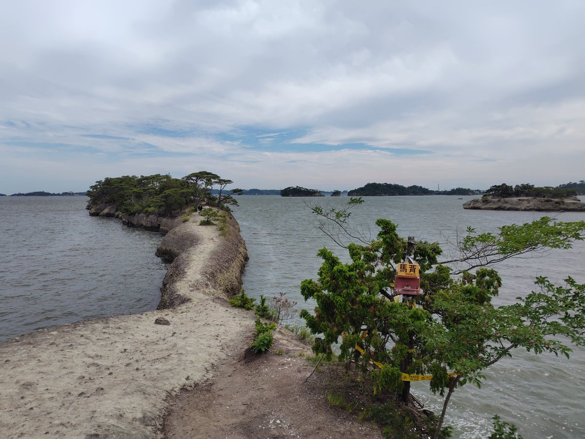 koemugi1's tweet photo. 松島湾にある「馬の背」

初めて行きました😄
松島には何度も来ていますが、こんなところがあるとは知らなかった😳

囲いがなく、自然の姿を堪能できて端まで行けました😁

遊覧船で見た松島の小島の上もこんな感じになっているのかと、想像出来ました🤩
土が少ないのに生えてる松が凄い‼️😆 https://t.co/WMetXlPHeE