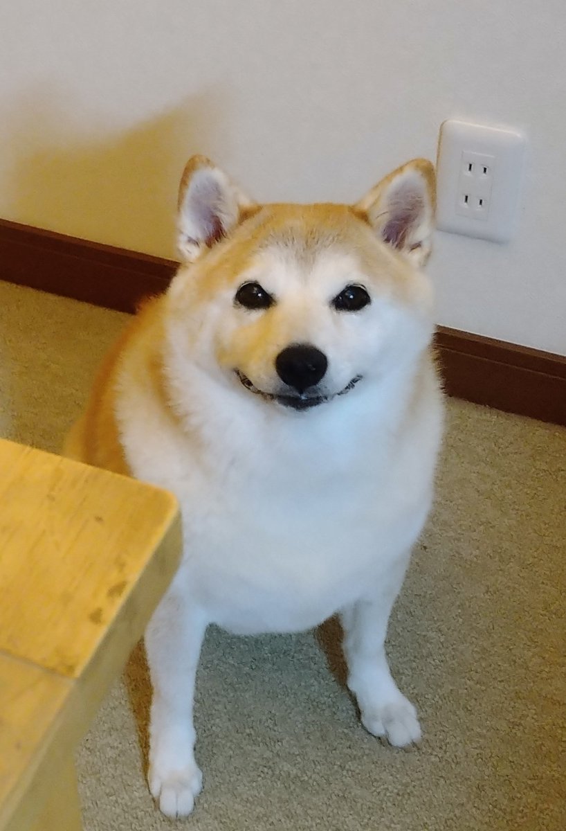 mochi8bowpaw373's tweet photo. 今の時代、こんなイッヌが流れてきたらAIと思ってしまうの本当につまらない。 https://t.co/fVLzA1vVnS