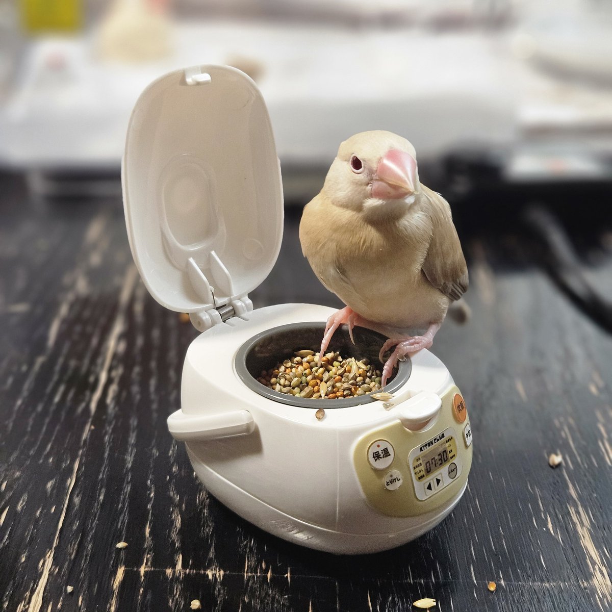 decodecodesu's tweet photo. 念願の炊飯器直食い https://t.co/ZZSGXq6QhP
