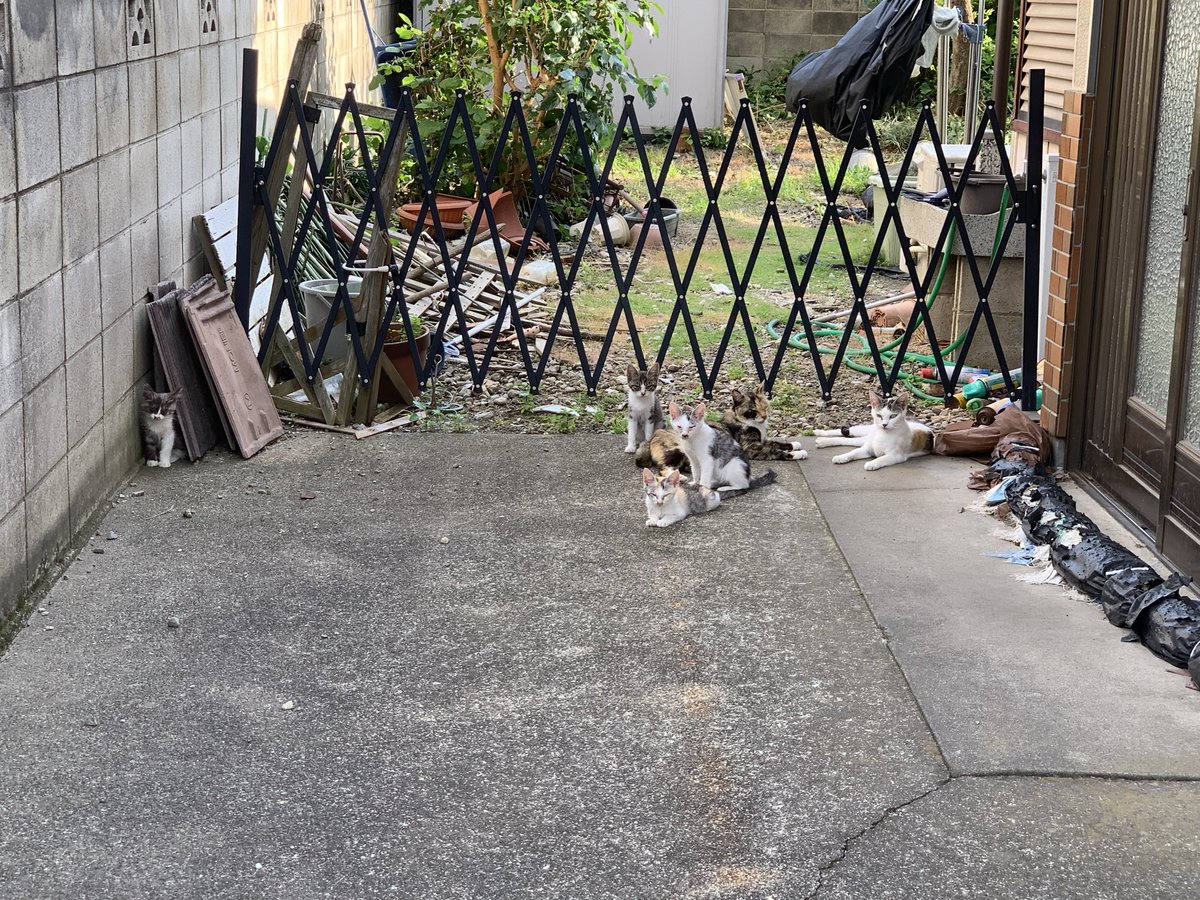 uma1008's tweet photo. 最近ご近所さんで4匹ずつ産まれて、徒歩1分圏内に猫が14匹いる関係で、無事猫派になりました🙋‍♂️ https://t.co/gWXqJXqXaX