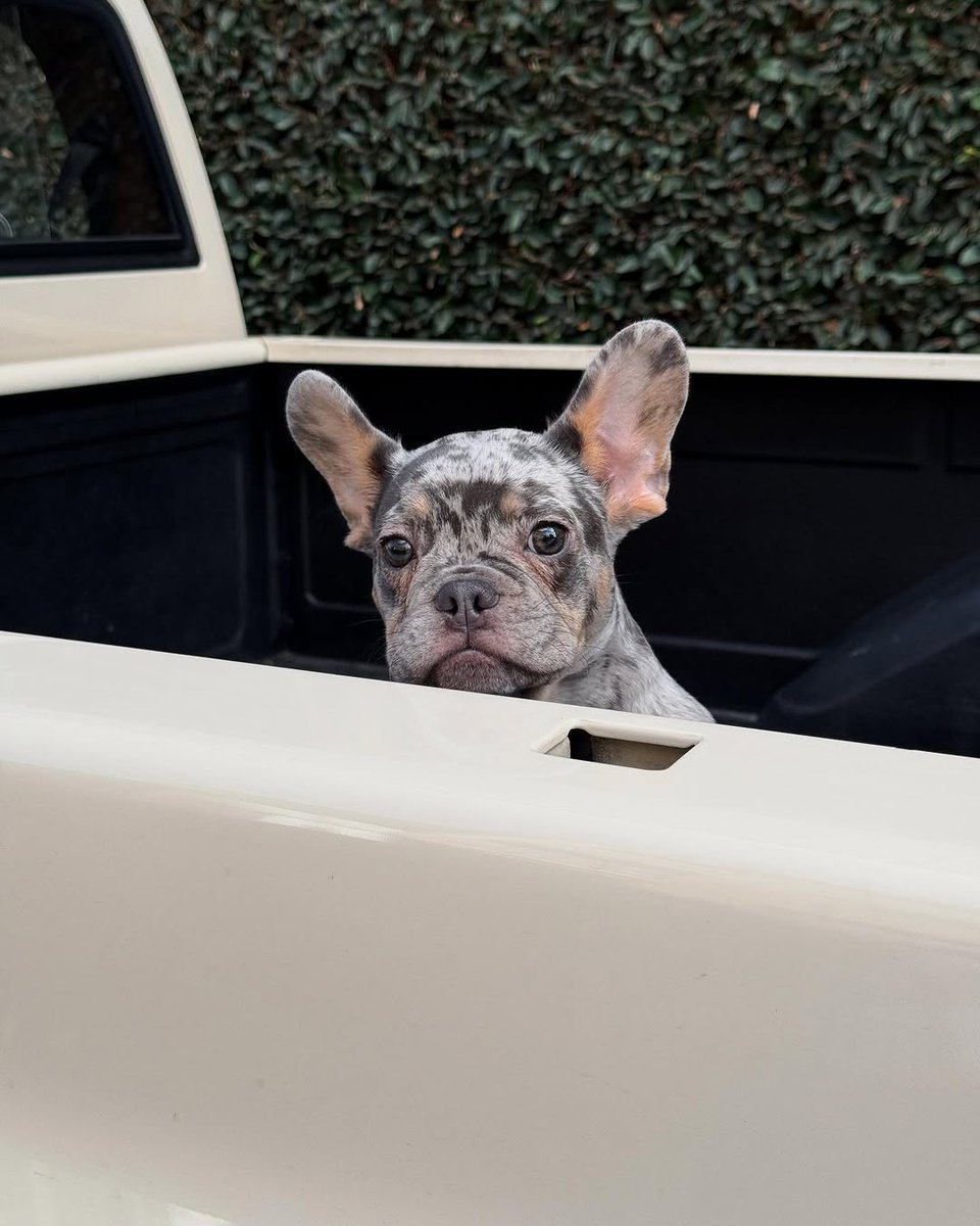 jeffm96u's tweet photo. I got a new dog, two weeks before we leave for tour 🤦‍♂️. Meet goose. And meet us on tour! Tickets link in bio https://t.co/h6yf1NjbTv