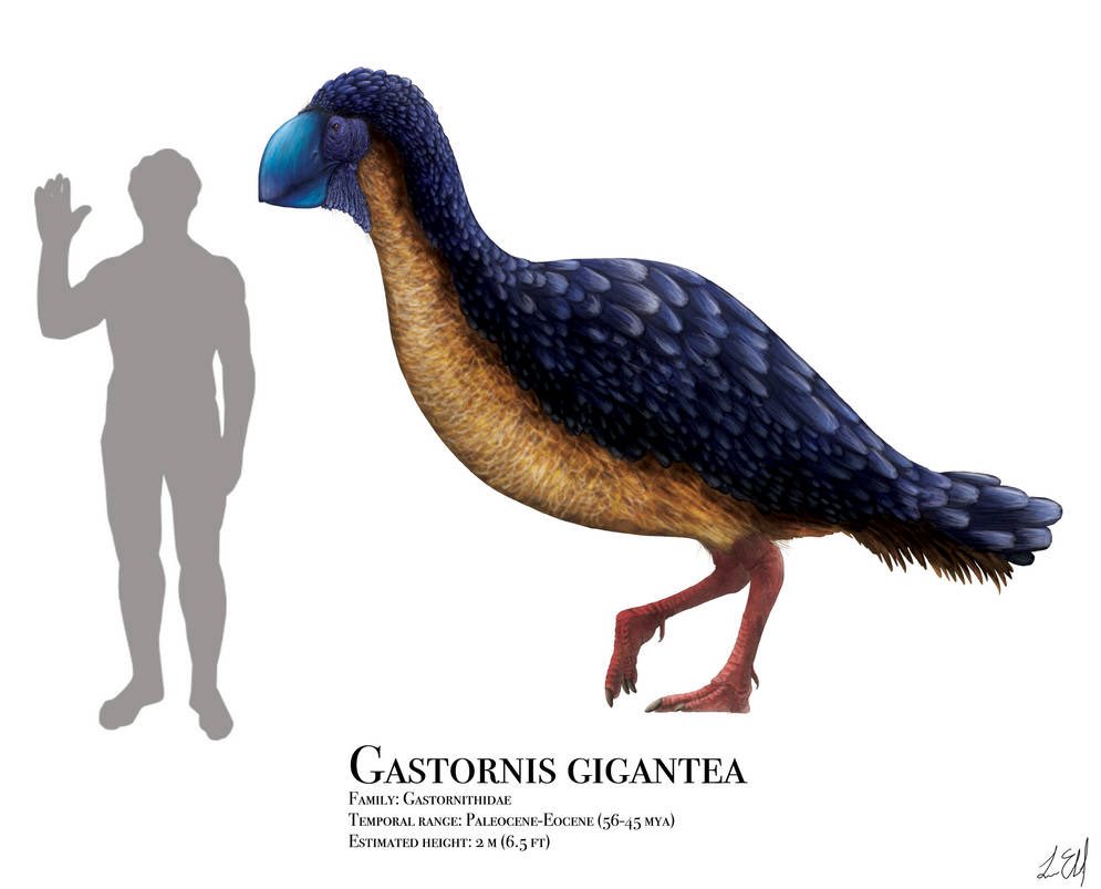 frostbitecryo's tweet photo. it’s funny that Gastornis was once believed to be a predator of small mammals only to turn out to be a giant herbivorous distant relative of ducks and geese that has a strong beak to ingest tough vegetation and seeds https://t.co/7SEBFNsReY