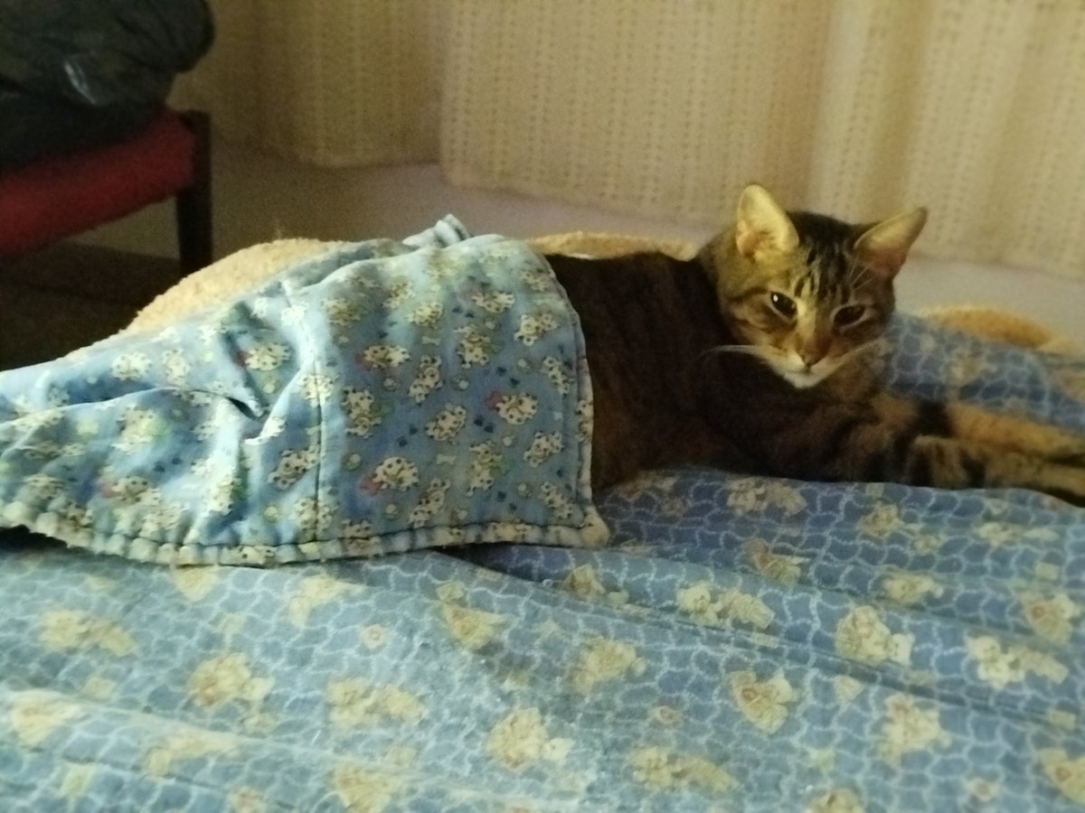 virNTVG's tweet photo. Mi abuela tapa el gato para que no tenga frío! 😅 https://t.co/94OU0vWciQ