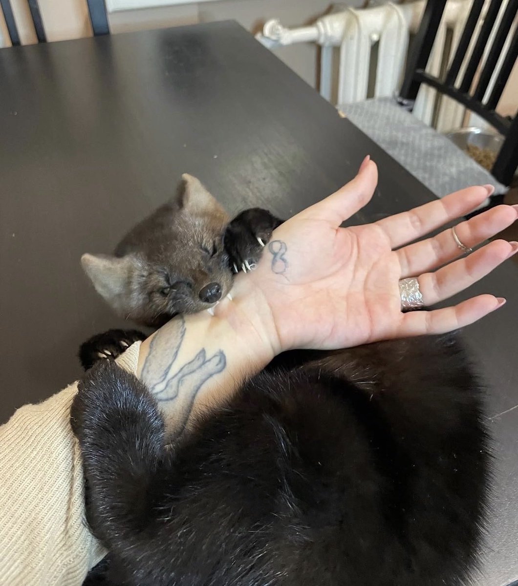 hi_colestar's tweet photo. owwwww what kind of bug bite is this https://t.co/XUIJMr53UP