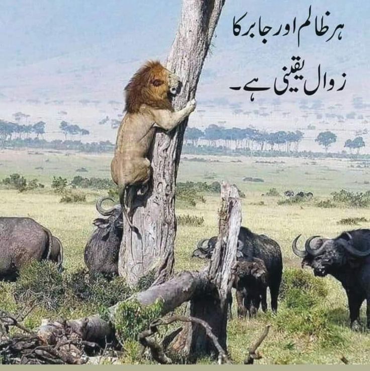 PK19_47's tweet photo. پاکستانیوں انشاءاللہ یہ وقت بہت جلد آنے والا ہے بس ہمت کریں جو جو آپ مسلط شدہ ٹولے کے خلاف کر سکتے ہیں ضرور کریں https://t.co/JMkFbUV1Ia