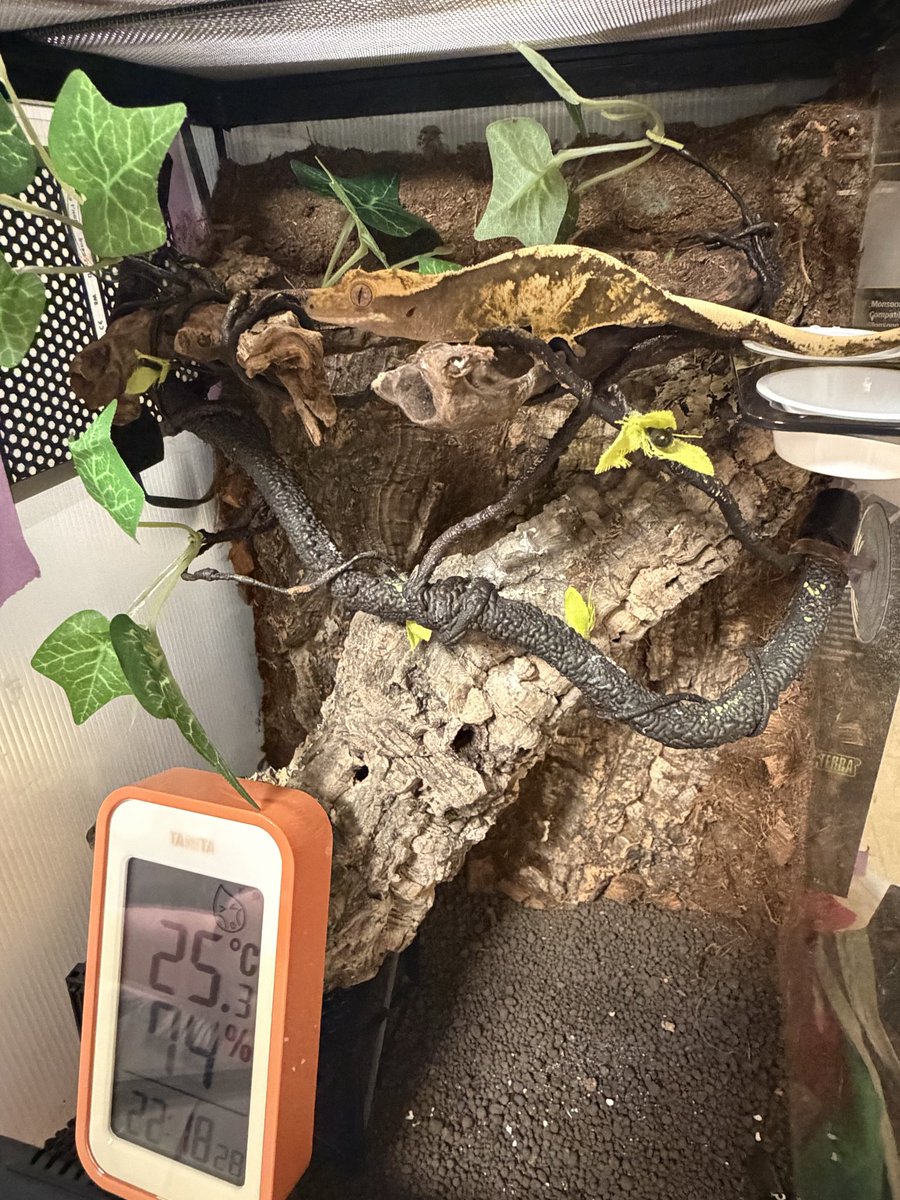 ALMA_gene's tweet photo. 以前植えてたポトスとか全部枯れちゃった…。植物育てるの難しいな。
もうフェイクグリーンでいいや〜、って開き直ってる😅

ケージ内、斜めに配置したコルクは中が空洞になってるのでシェルター代わり。
クレスはすくすく育って27gほど。

＃クレステッドゲッコー
 #ビバリウム https://t.co/I3dkLTv9Pn