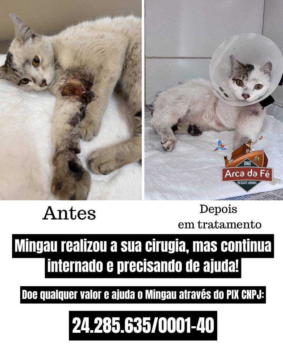 Ongarcadafe tweet media