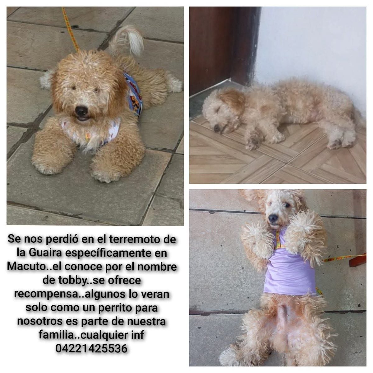 PerroUsuario's tweet photo. Su familia lo está buscando en La Guaira, Macuto https://t.co/BrBkB0K8gh