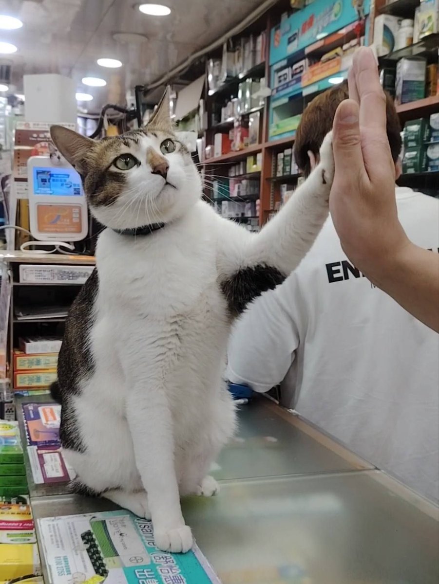 CatWorkers's tweet photo. A charismatic and popular employee.

📸 YU Wing https://t.co/W4mcMiS6YU