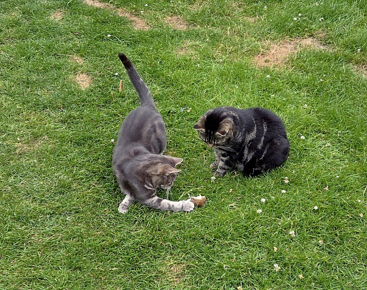 JessFudge20's tweet photo. We're in bad books! Outside toy incident, dispatched befurr Dadmin could rescue it 😼😼🐾🐾 #Peanut #Betty #CatsOfTwitter #CatsOfX https://t.co/Ji7rhrpxrh