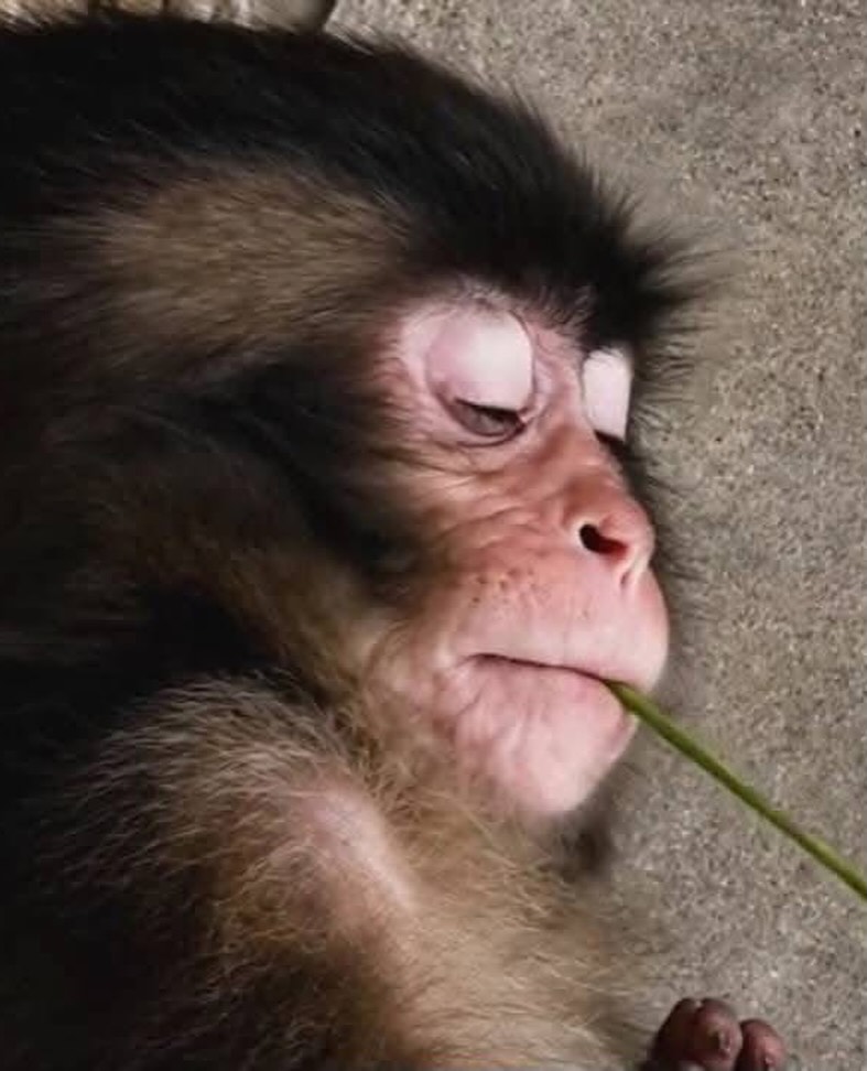 Petswithaura's tweet photo. 🐵💕 Punch – The Cutest Monkey on Earth! 💕 https://t.co/UCEFfHOFct