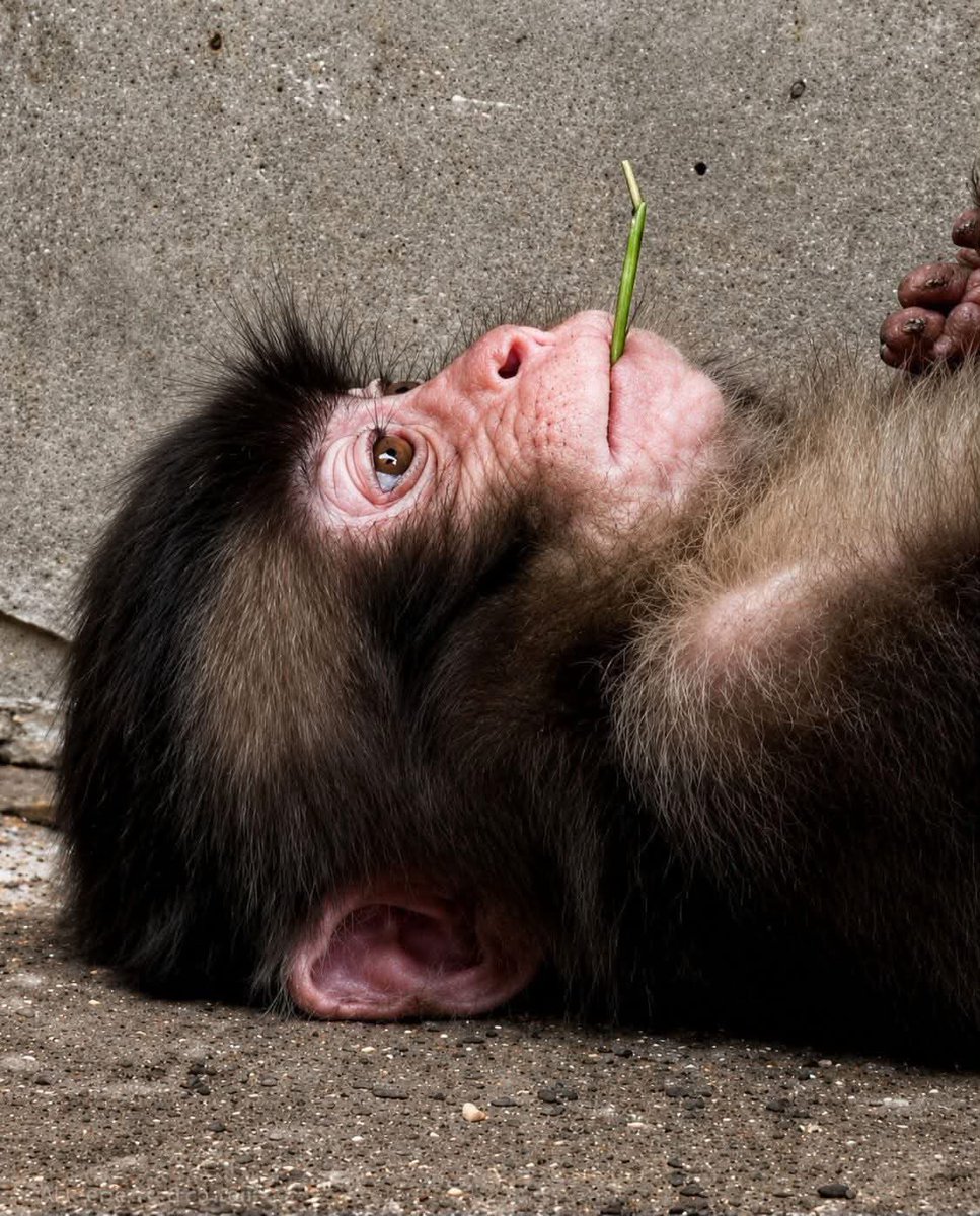 Petswithaura's tweet photo. 🐵💕 Punch – The Cutest Monkey on Earth! 💕 https://t.co/UCEFfHOFct