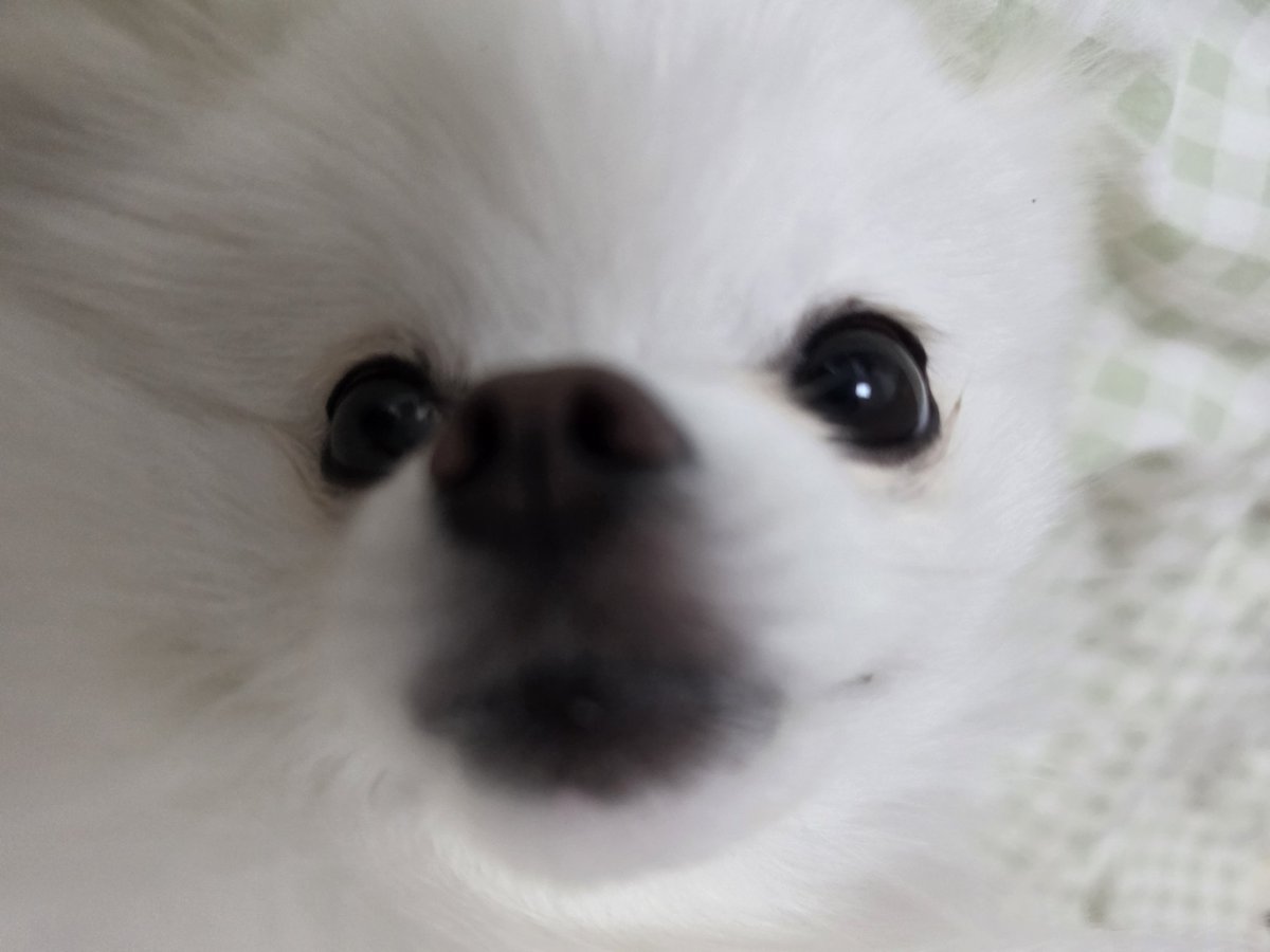 HODU_is_dog's tweet photo. 또 귀척하네 https://t.co/u9Mo04UuOo