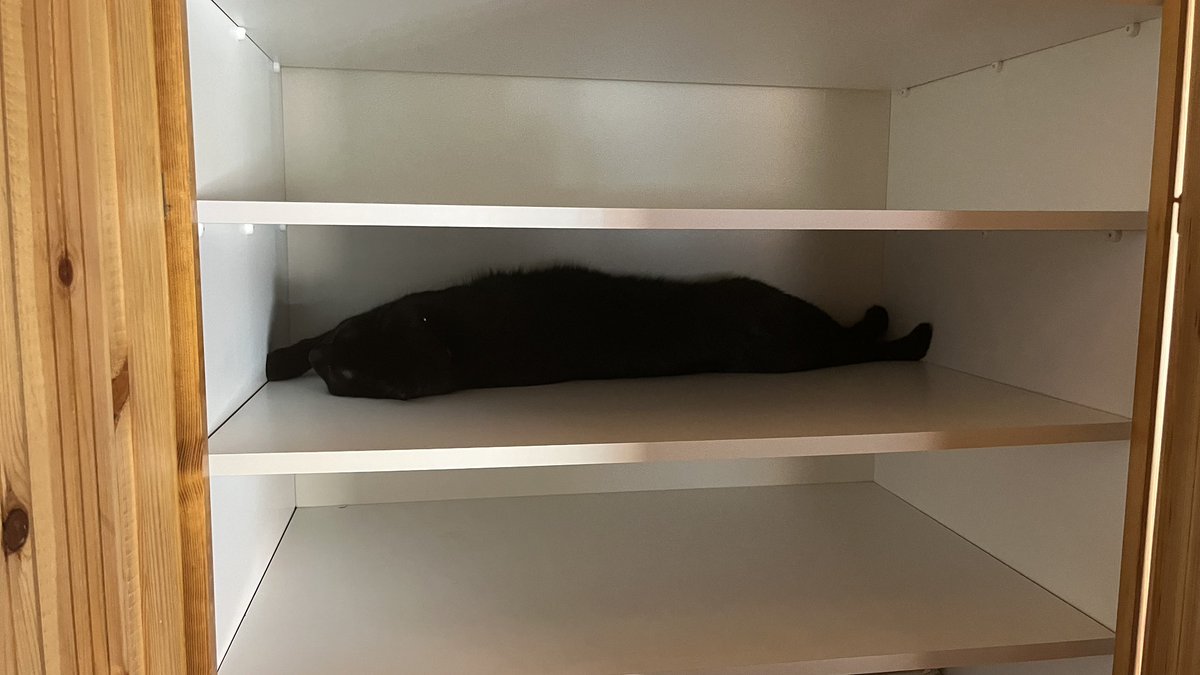 zatarek's tweet photo. #LongCat https://t.co/qZeOtFf5eV