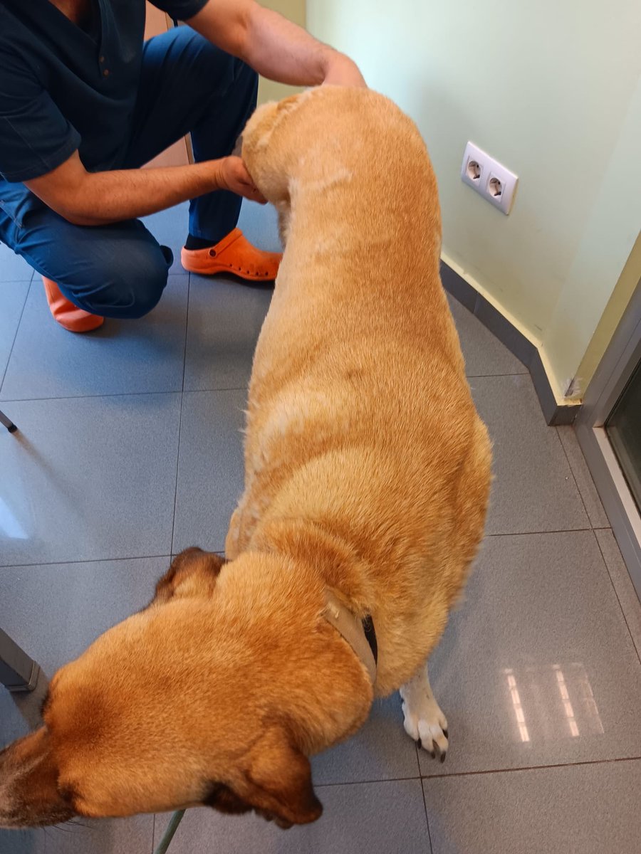 beadifusiones's tweet photo. Chic@s hemos llevado a Canelita de urgencias por qué llevaba mucho tiempo cojeando y los pinchazos ya no le hacen nada, le han puesto tratamiento nuevo y no saben si habrá que operar 🥲😞 Si nos queréis ayudar con ella un poquito por favor ES81 2100 2470 5102 0037 2217 🙏🙏🙏🙏 https://t.co/CtDuK48C6t