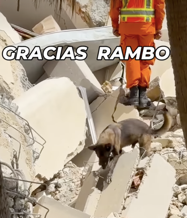 Gunghobased's tweet photo. @Rambothesavior Wild https://t.co/QqAL9yw6h7