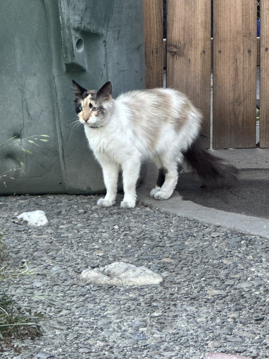Ashetrologer's tweet photo. Getting back into some light cardio and here are some cats from my walk this morning! 🐈 https://t.co/bBi9Kh9ERg