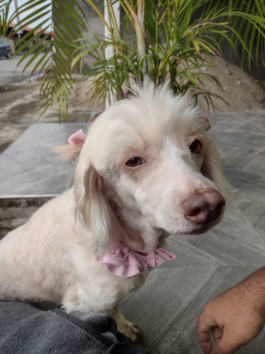 rauwells's tweet photo. Susy, 🐩 https://t.co/hlEw1MVHHE