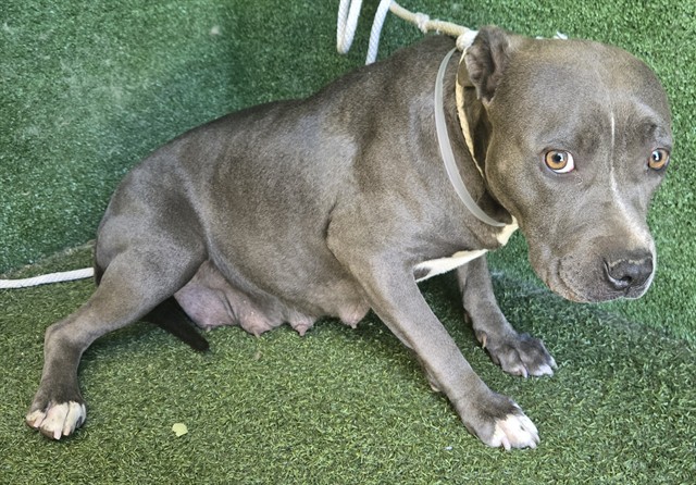 AnimaLancaster's tweet photo. #A5786145
Female, gray and white Pit Bull Terrier
Age is unknown.
https://t.co/ep5I3milsB https://t.co/LJO55NHMdp