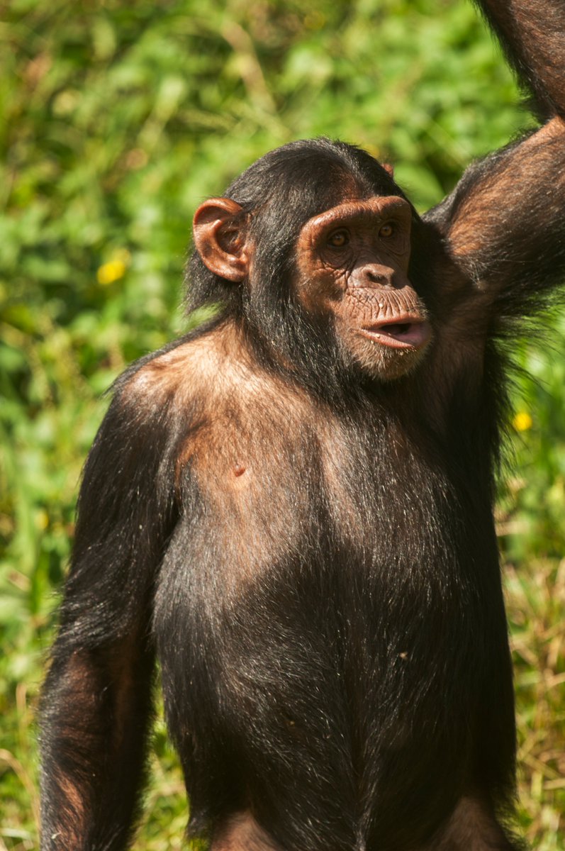 ngambaisland's tweet photo. 98.7% compared to Human beings. imagine seeing all that at Ngamba Island. #exclusivechimpanzee💚💚experience https://t.co/6jtIRds0bw