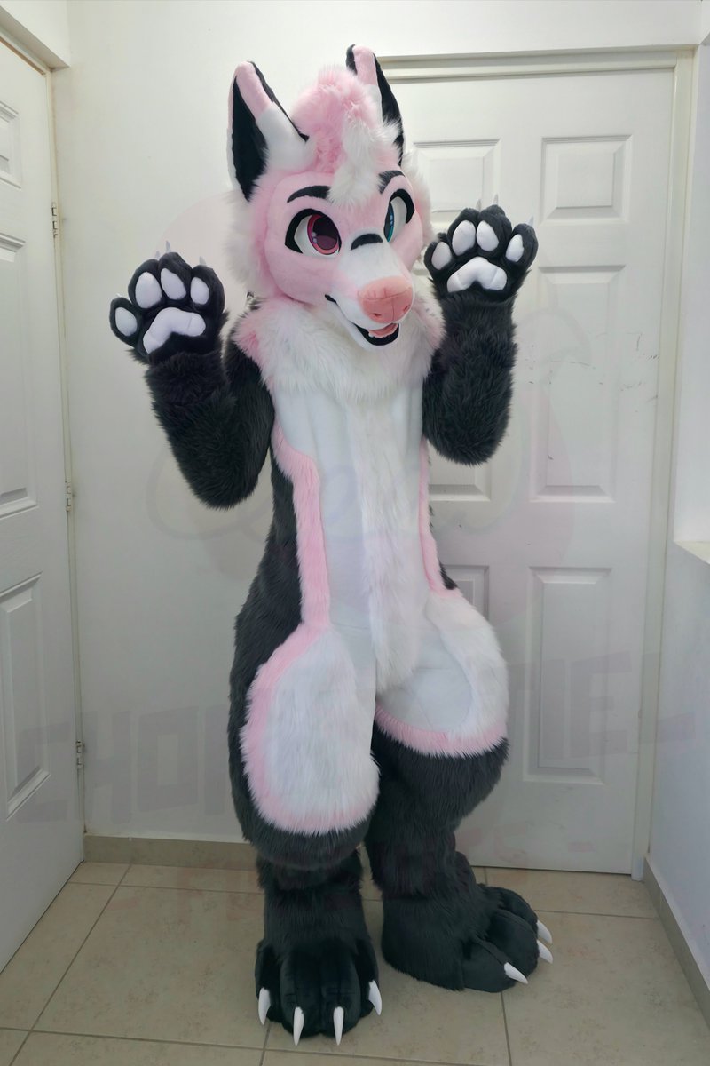 Chonky_Tiel's tweet photo. Paradise is done ✅️ and on his way home! 🏴󠁧󠁢󠁳󠁣󠁴󠁿

This arctic wolf is a digitigrade fullsuit with a head made on a foam base 🐺

Includes:
Head
Bodysuit 
Handpaws 
Tail
Magnetic Tounge
And outdoor feetpaws!

We have 3 slots available for fullsuits this year!

#Chonky_tiel_fursuits https://t.co/2yTlWTmnvQ