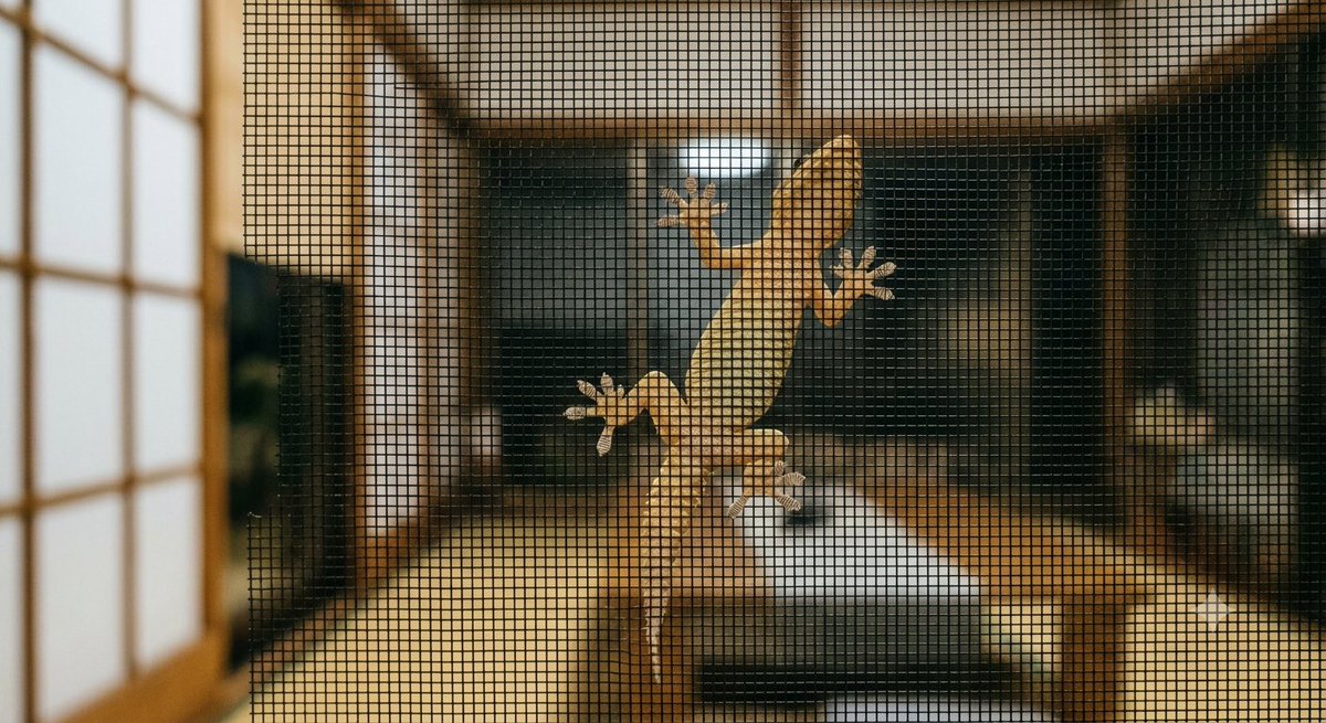 crabpinkruby's tweet photo. Gecko feet are everything. 🦎 Reminds me of Elon. Why? Don't ask. lol https://t.co/tt7rwIE6LR