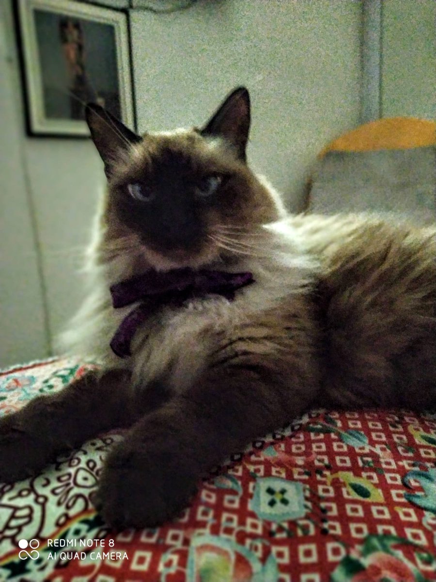 sjmunoz's tweet photo. Hoy el cielo de los gatos te recibe . Gracias mi Shaky por estar siempre https://t.co/HRqROlAi5M