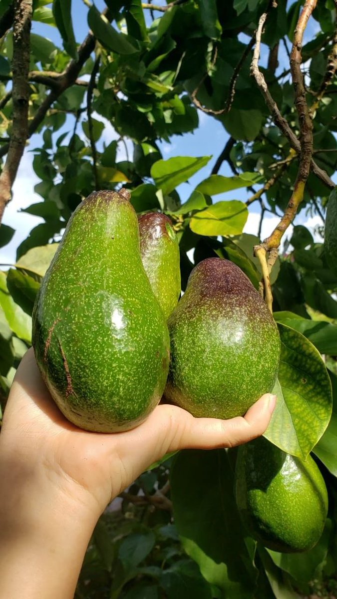 ThinkNGuess's tweet photo. 90% people have no idea which fruit is this https://t.co/aRuZrZRHCg