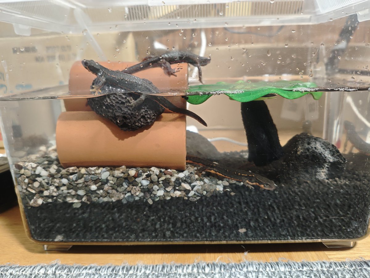 douhoku_rep's tweet photo. WAFでお迎えしたアカハラのケージ作った
とりあえず余ってたもんで底面フィルター突っ込んでダイソー虫かごとソイルと砂利
４５水槽届いたら砂利だけにする予定
思ってたより動き回るんだなあ〜
１匹は土管の中でスヤピしてる
#アカハラ
#アカハライモリ https://t.co/PGwlI27m2x