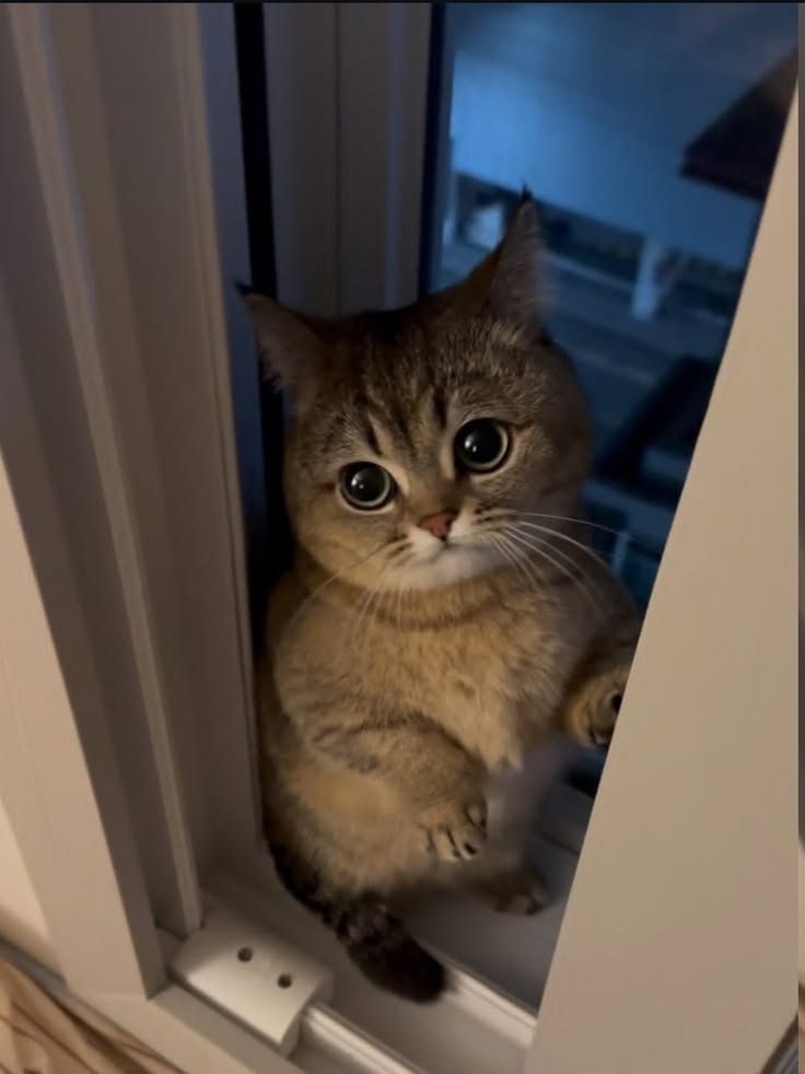 Catsspom's tweet photo. https://t.co/zAz7WQ9Vs4