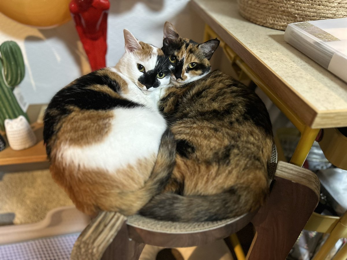 PKRose2's tweet photo. ねこみて癒されようね https://t.co/Z4ETfGbAIh