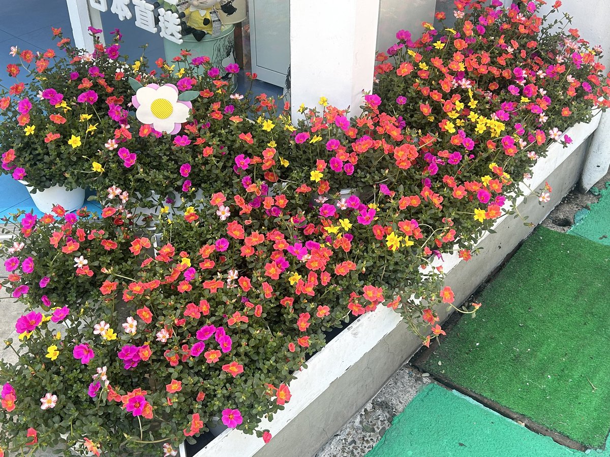 yuzzr7o's tweet photo. 대만에 다녀왔습니다 🇹🇼🚶🏻‍♀️ https://t.co/QAGcQoNaO1