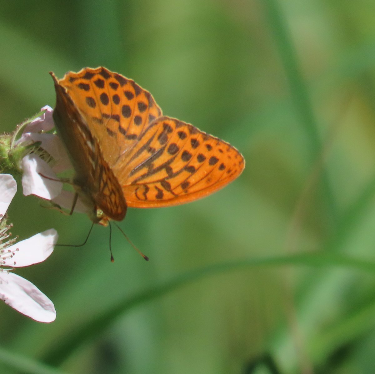 BC_Norfolk's tweet photo. A walk between Itteringham & Mannington Hall this morning, accompanied nearly every step of the way by butterflies. 14 species in all, large numbers of Browns & Whites, freshly emerged Silver-washed Fritillaries and a White Admiral. A smile never left my face. #savebutterflies https://t.co/SrzfEVwXIR
